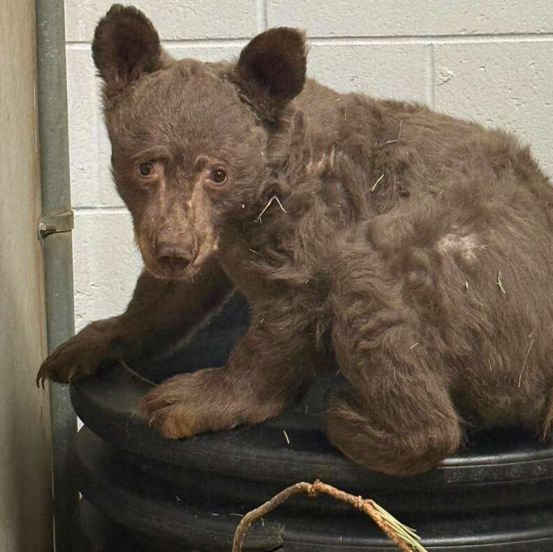 bear cub