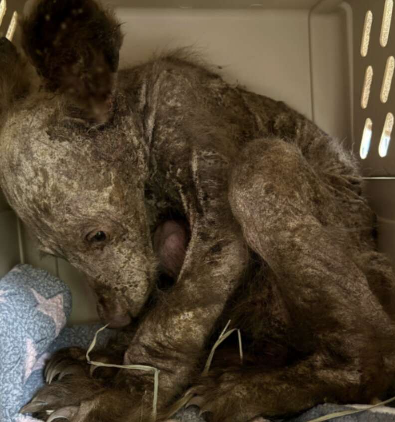 sick bear cub