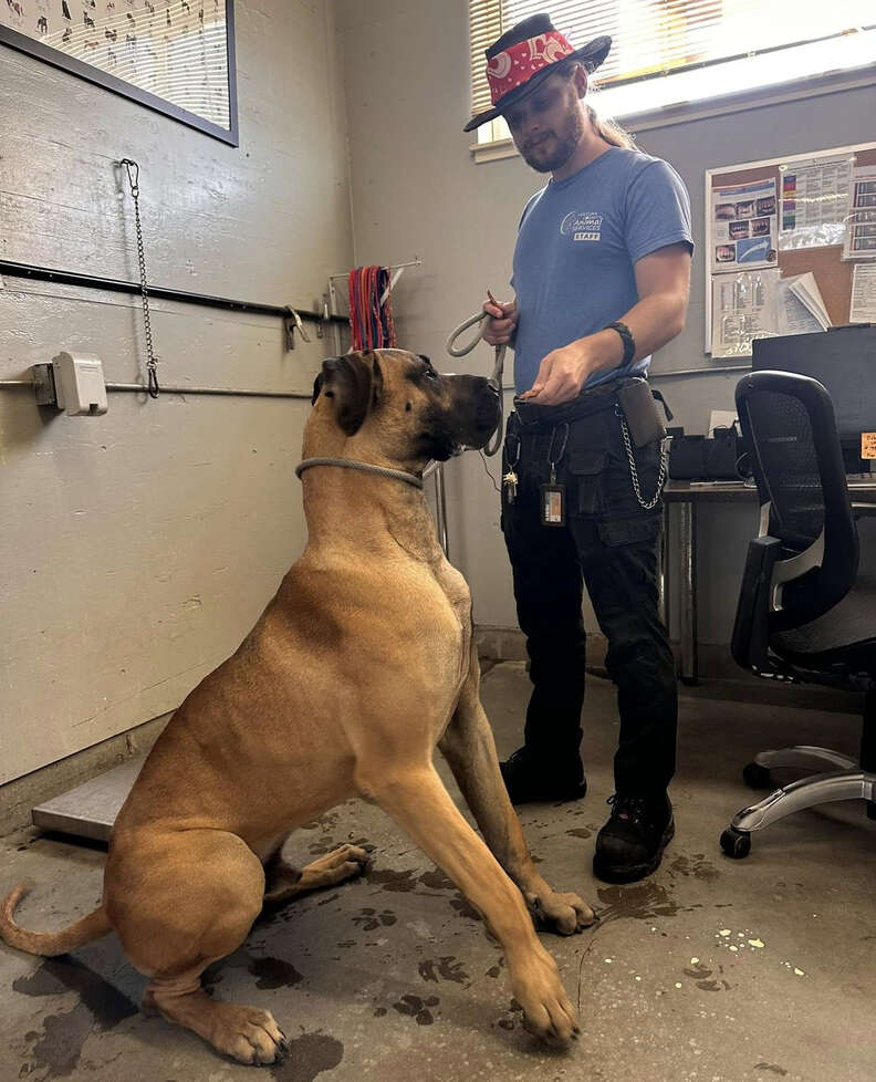 Giant Great Dane in animal shelter