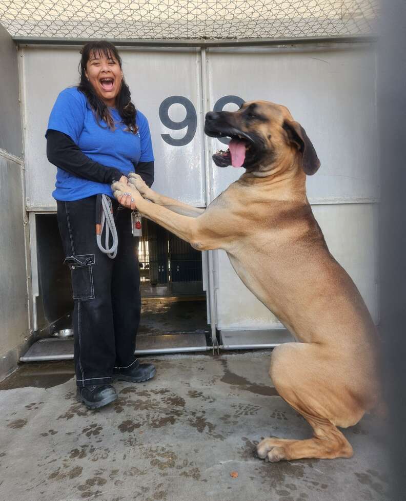 Scooby Doo shelter dog in kennel