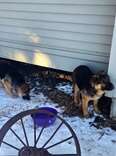 Frostbitten Puppies Dumped In Freezing Weather Huddled Under Porch To Survive