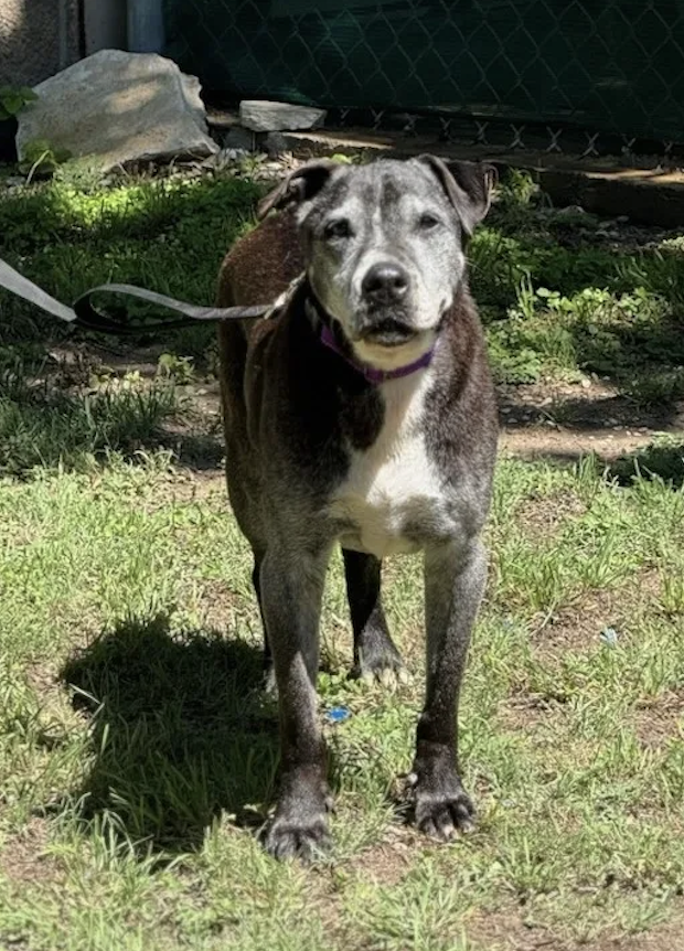 Emotional Photos Show Puppy When He First Arrived At Shelter — And 10 Years Later