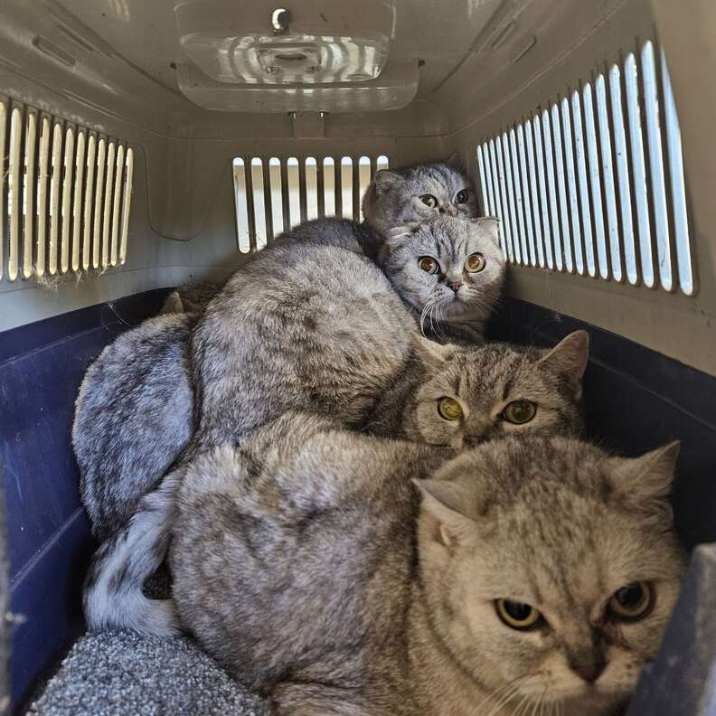 捨てられた子猫たち