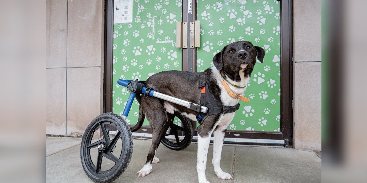 This Very Special Dog On Wheels Has Waited His Whole Life For A