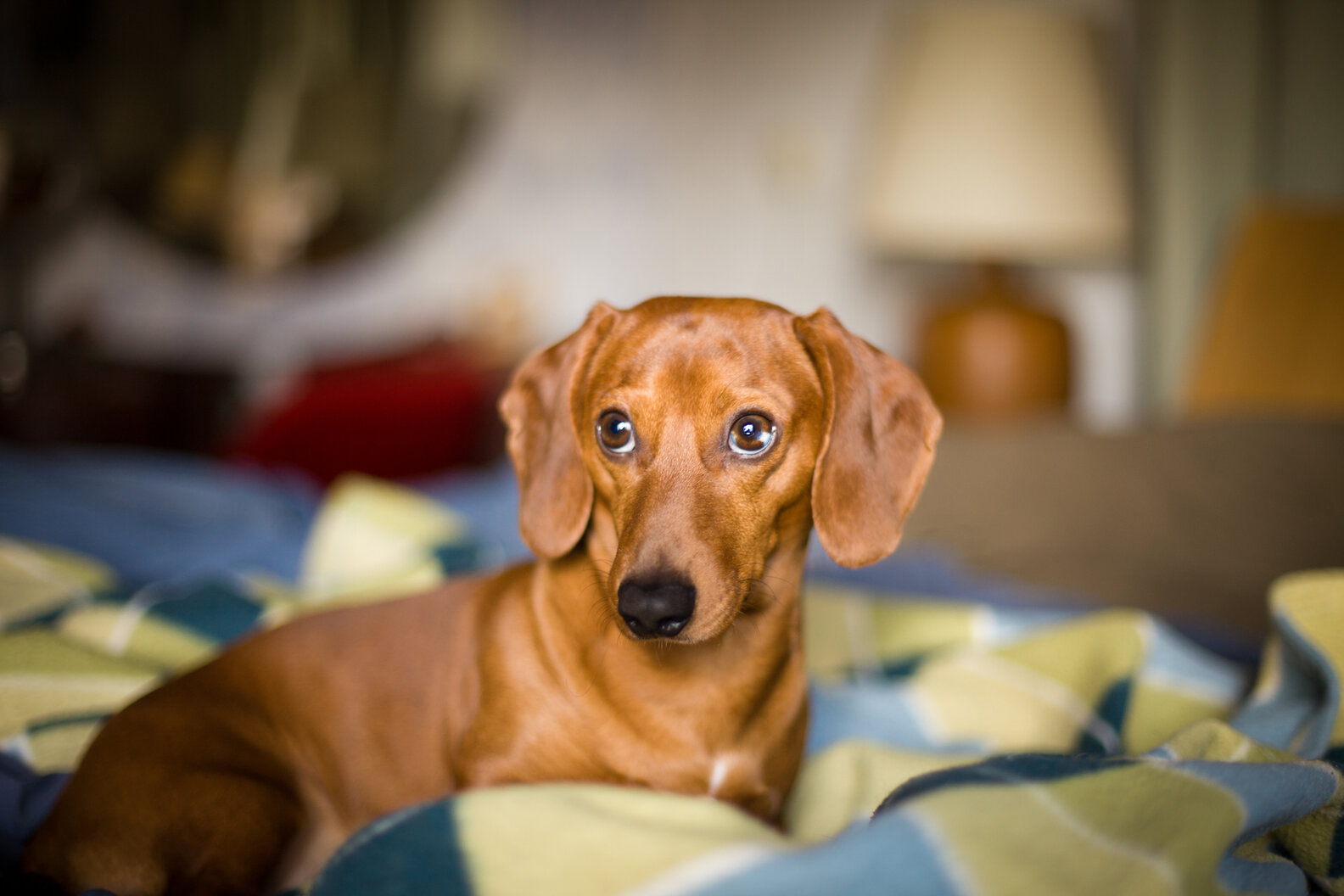 Cops Called To Help 'Trapped' Dog Soon Discover What's Really Going On ...