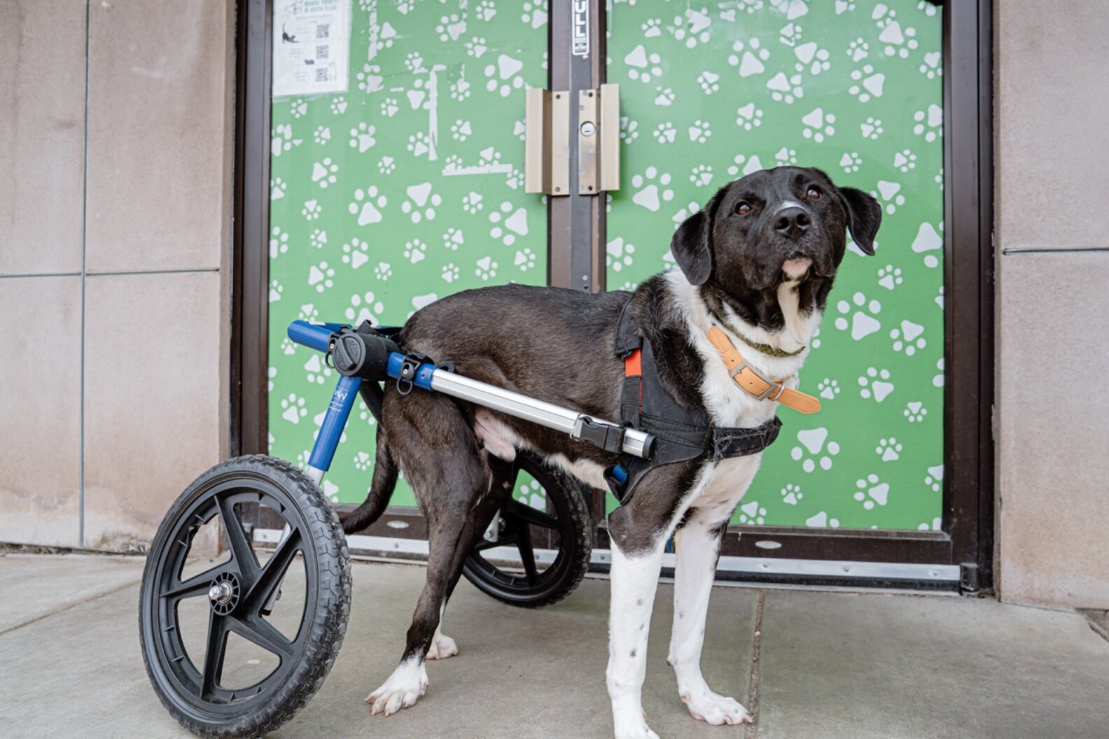 This Very Special Dog On Wheels Has Waited His Whole Life For A Home ...