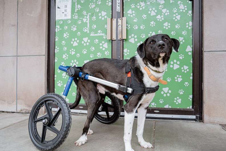 wheelchair dog