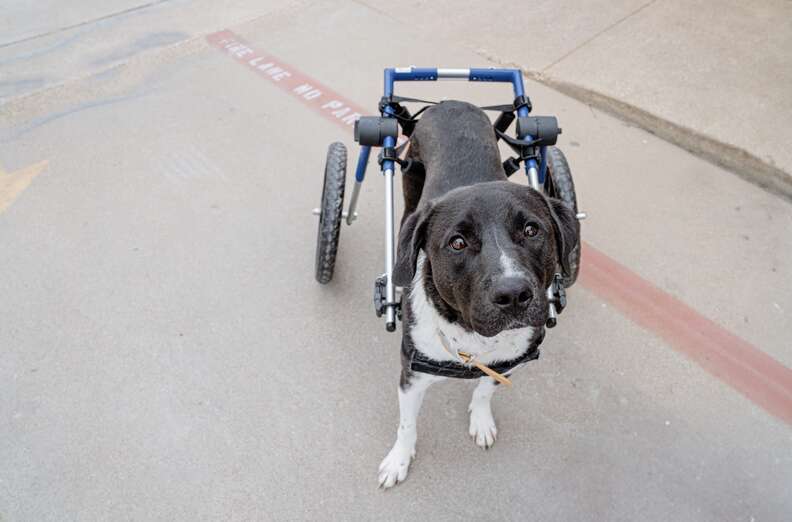 wheelchair dog