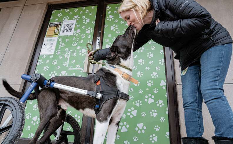 wheelchair dog