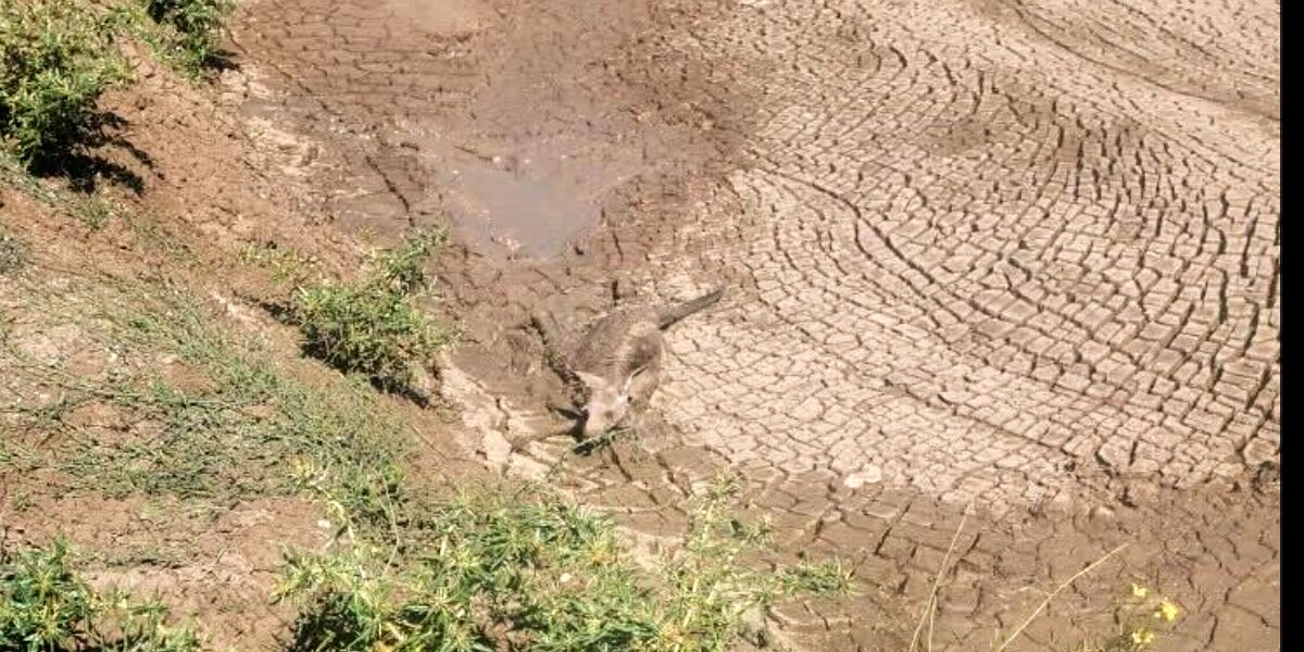 Construction Worker Does A Double Take When He Sees Face Sticking Out Of Mud