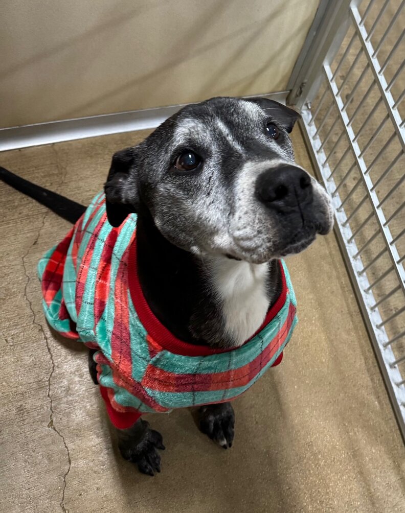 Emotional Photos Show Puppy When He First Arrived At Shelter — And 10 Years Later