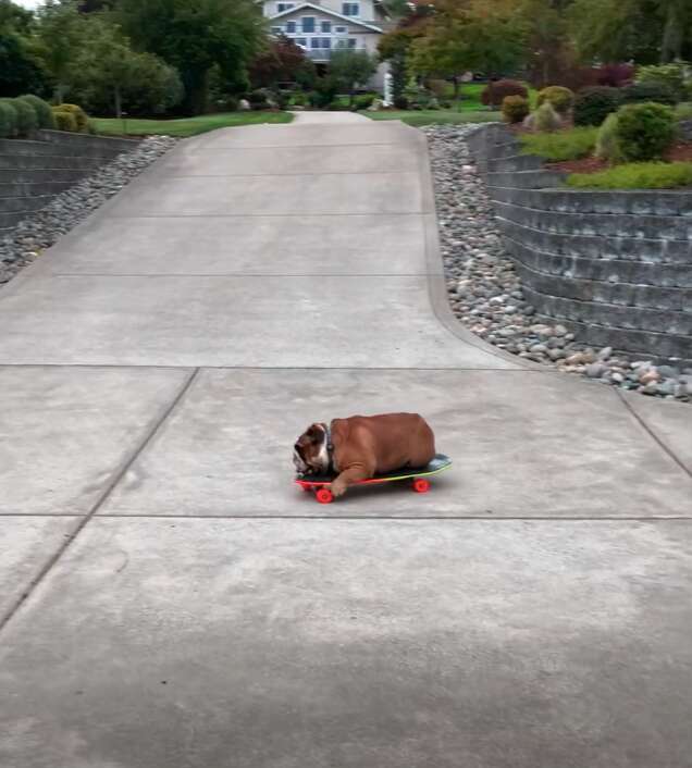 skateboarding bulldog