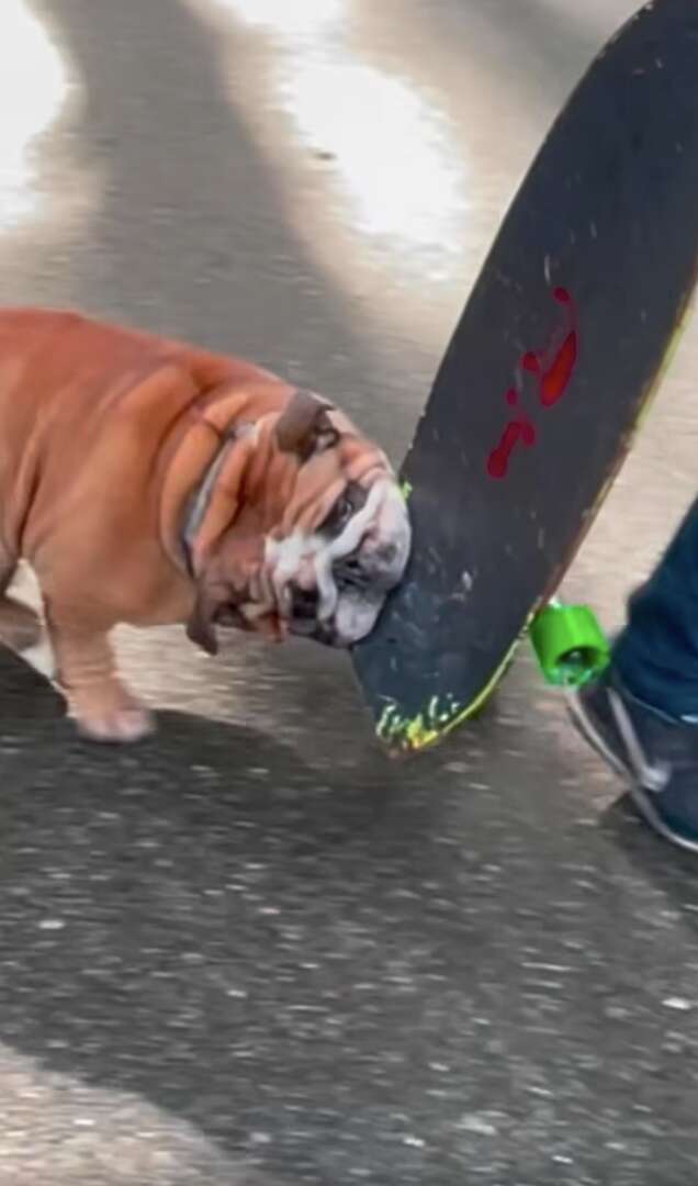 skateboarding dog