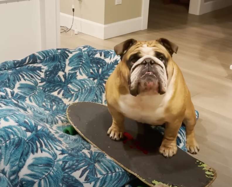 skateboarding dog