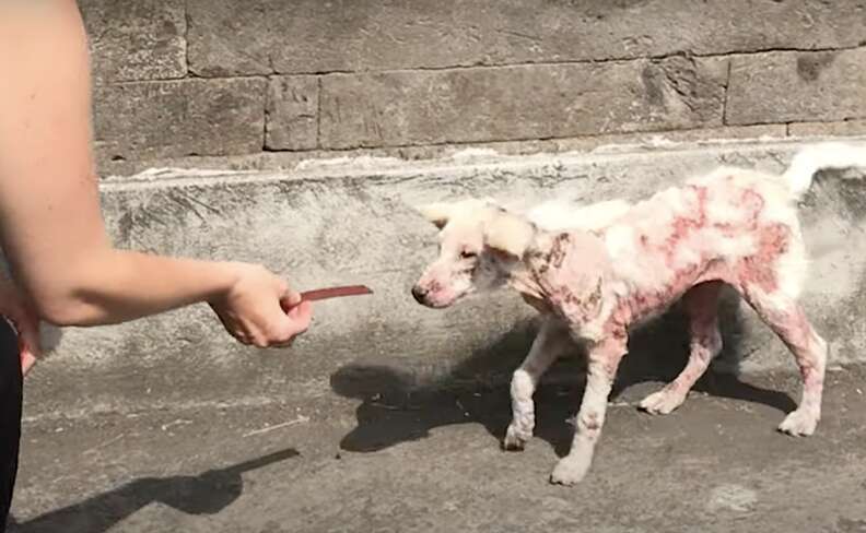 Dog with red sores on skin about to eat treat