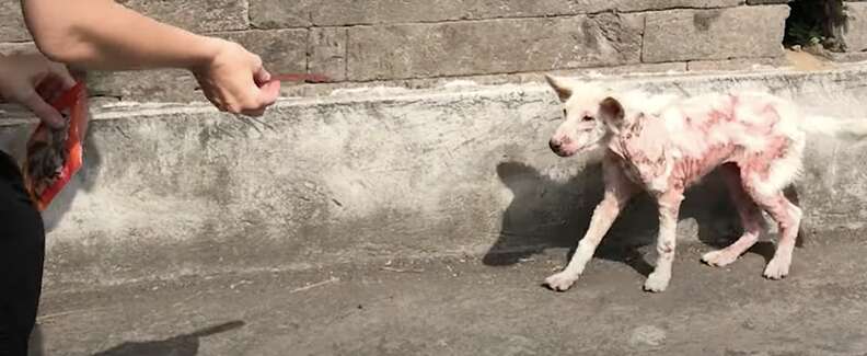 Dog with red sores on skin