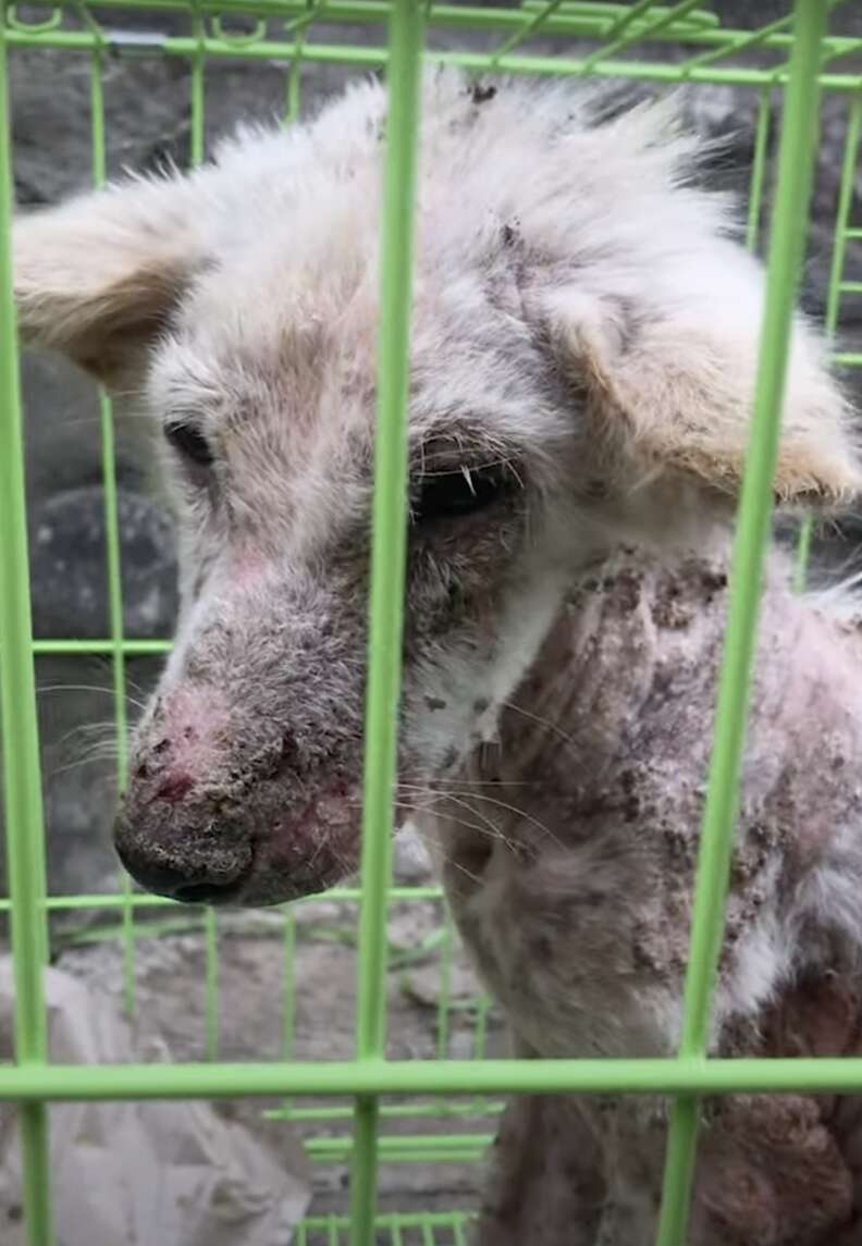 Dog with red sores in green cage