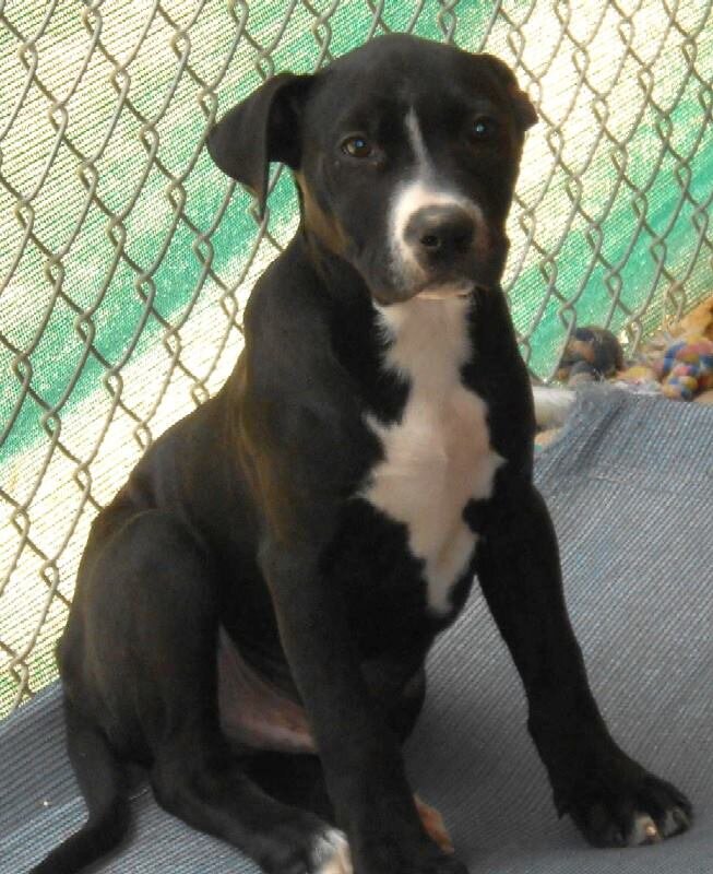 Emotional Photos Show Puppy When He First Arrived At Shelter — And 10 Years Later
