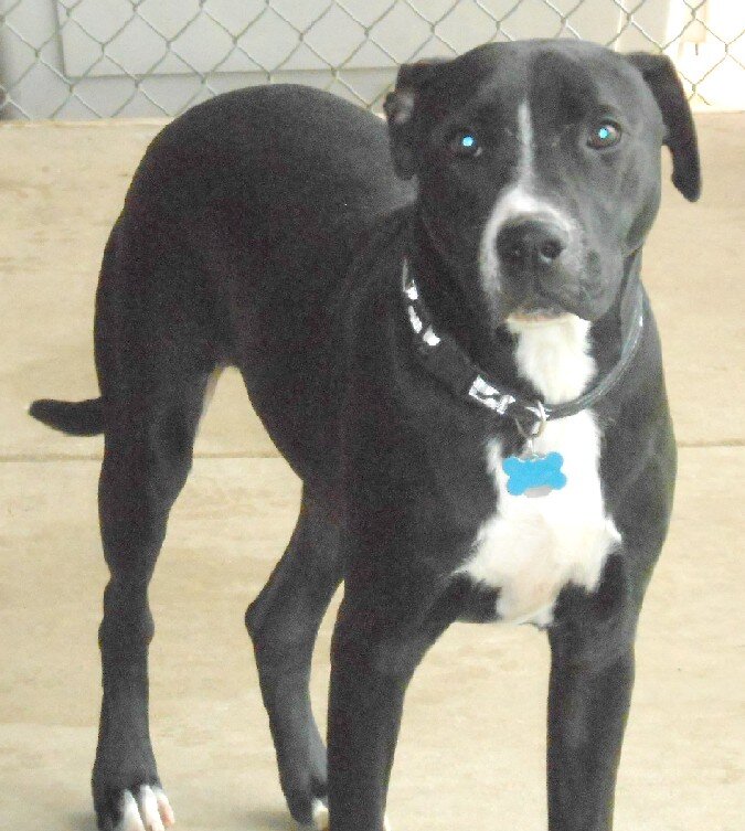 Emotional Photos Show Puppy When He First Arrived At Shelter — And 10 Years Later