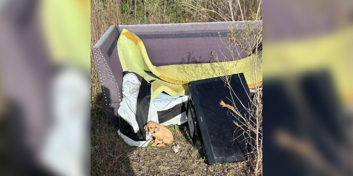 Guy Finds Someone Shivering In Trash Pile — Then Changes His Life Forever