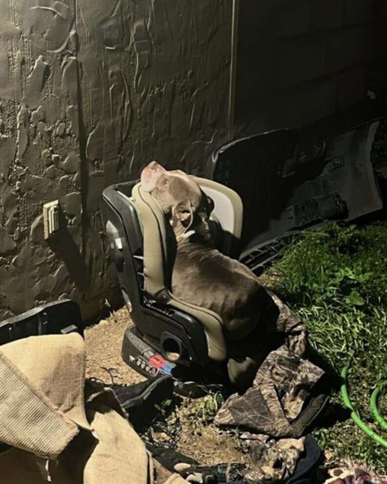 Stray dog hides from cold in a child's car seat