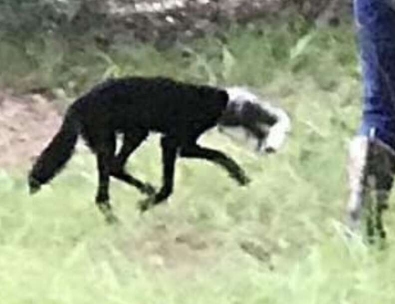 coyote with head in jar