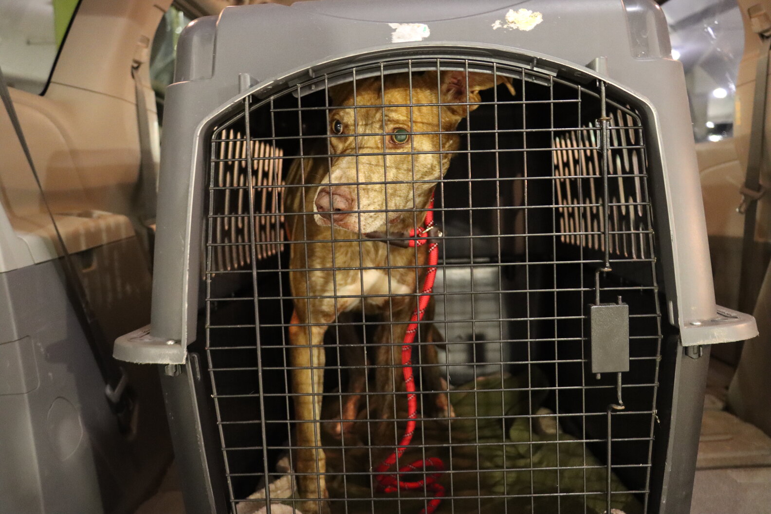 Stray Dog Is Found Looking Disoriented — And Rescuers Are Shocked To ...