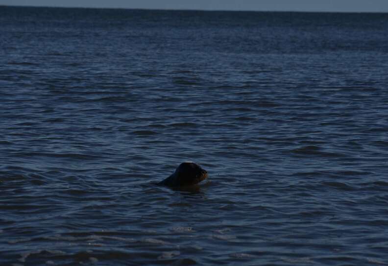 seal in the ocean