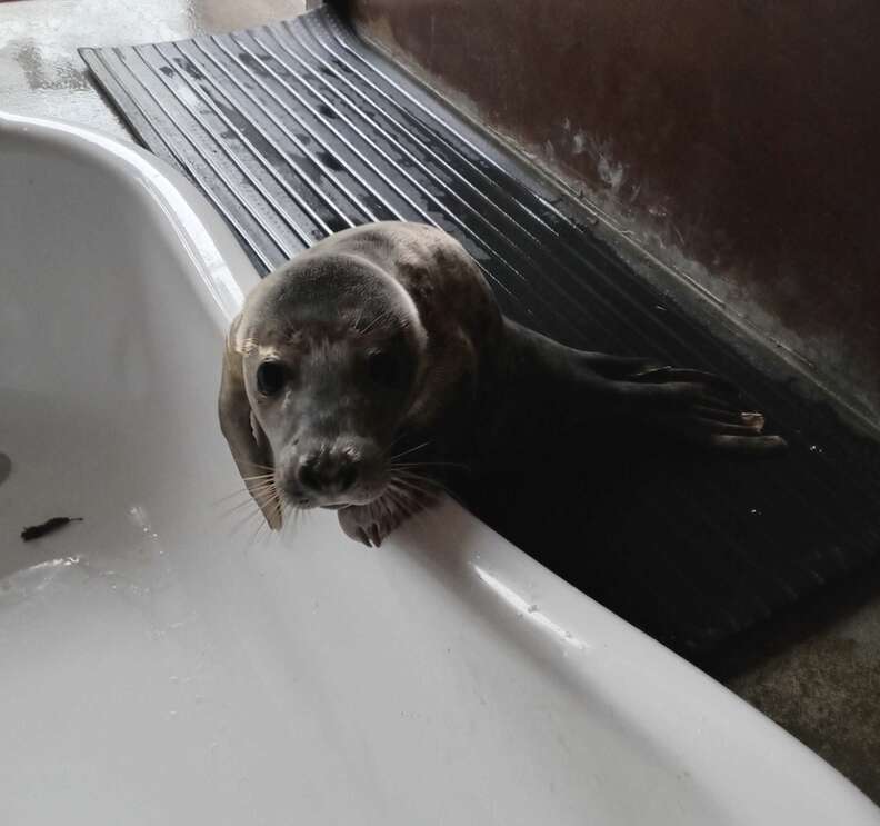 seal at rescue
