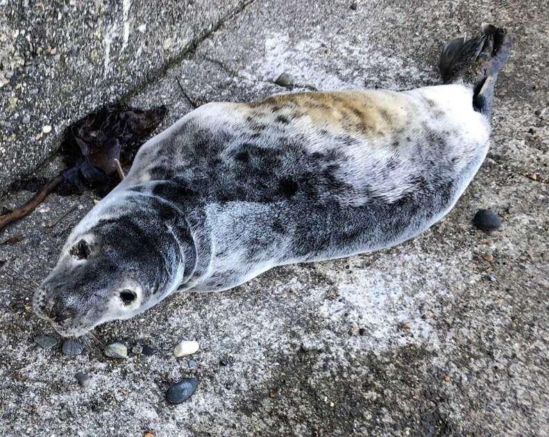 seal on pier