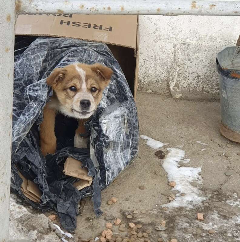 Puppy in cardboard box