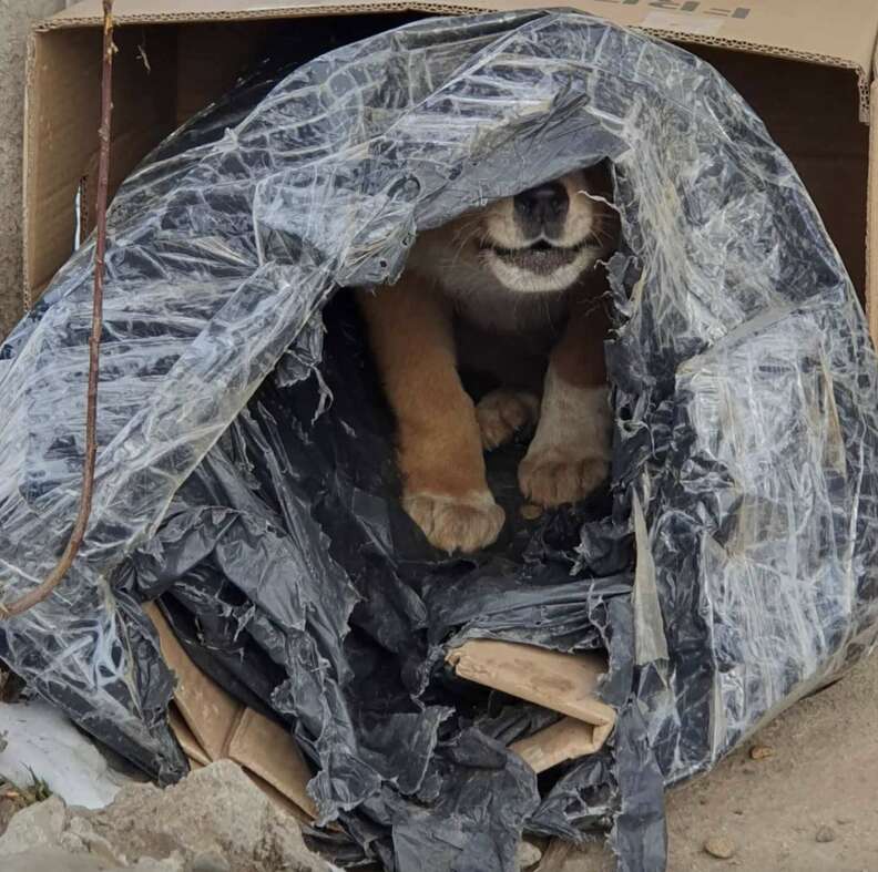 Puppy in cardboard box