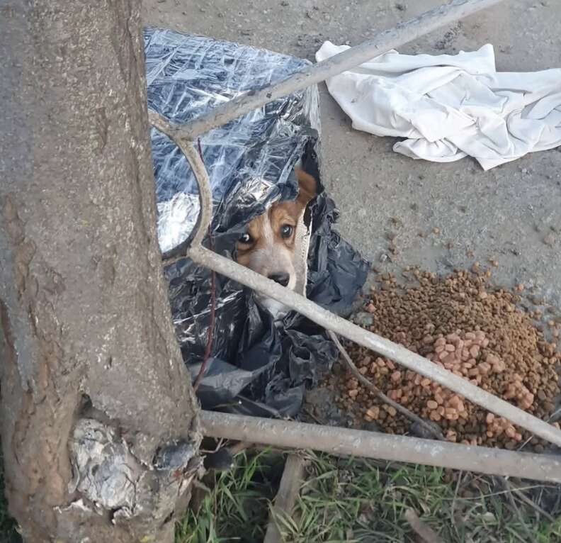 puppy in cardboard box