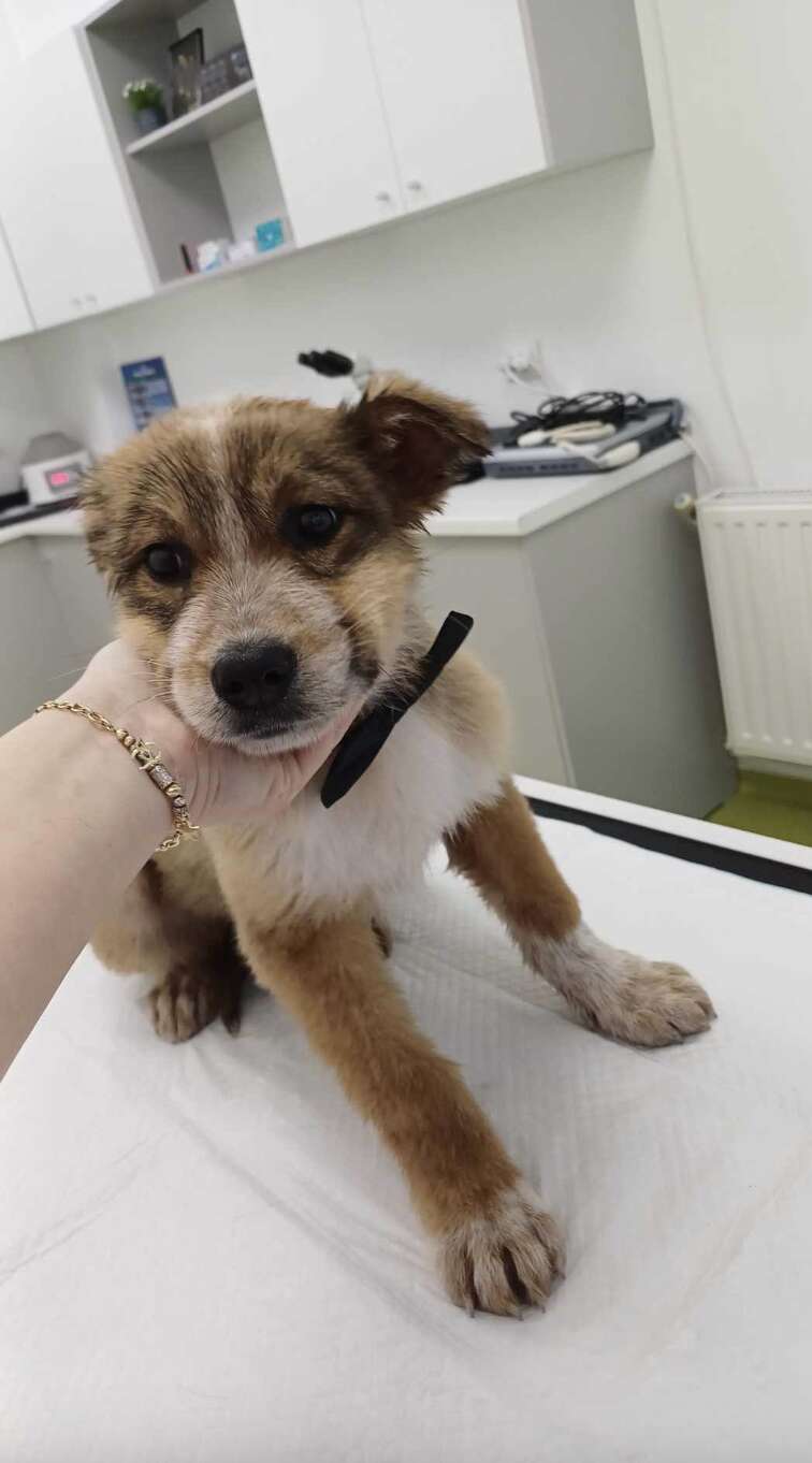 Puppy at vet appointment