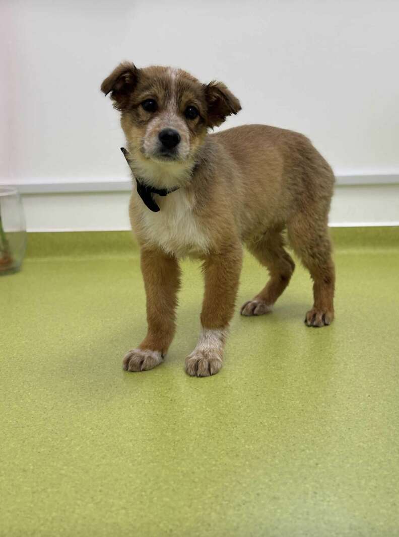 Puppy on green floor