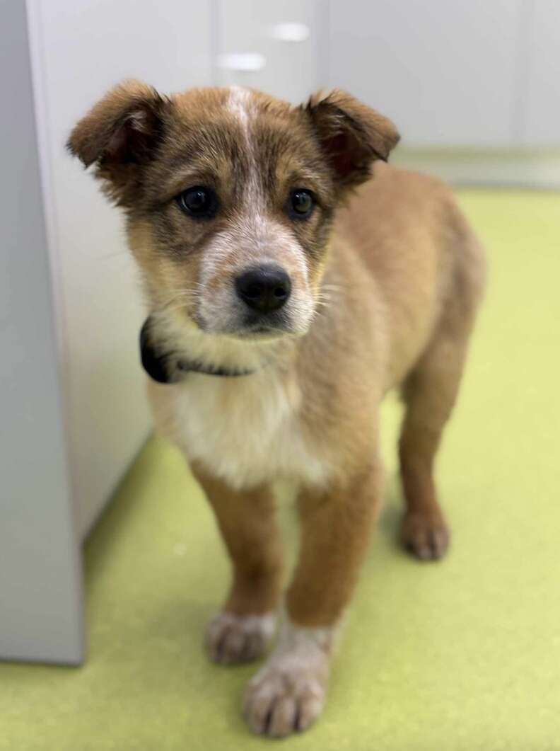 Puppy on green floor