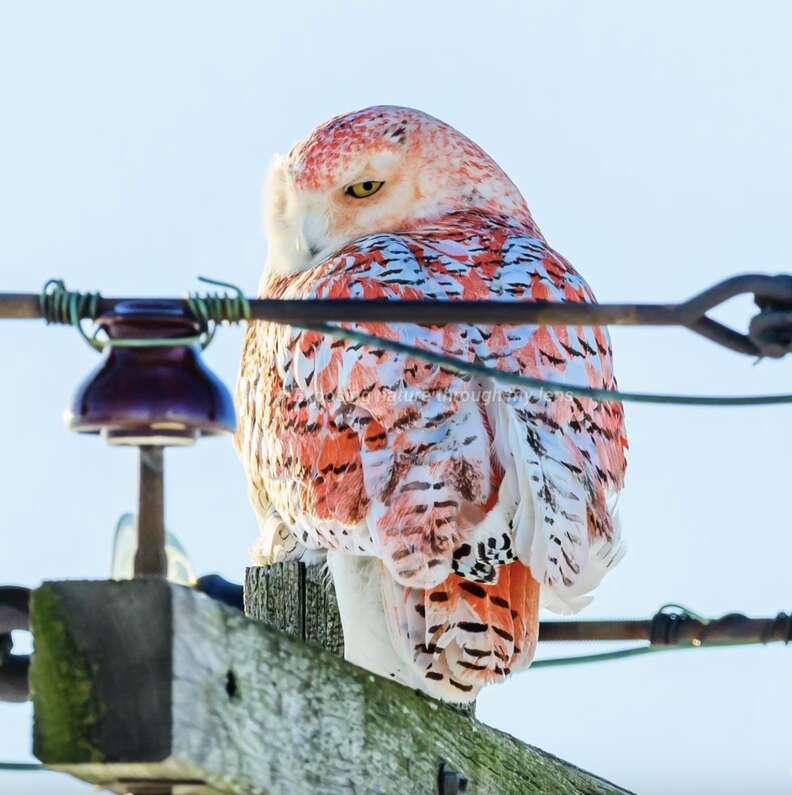 Orange owl sitting on utility pole