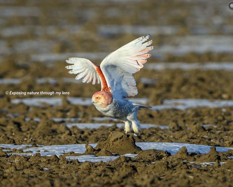 orange owl flying above brown dirt