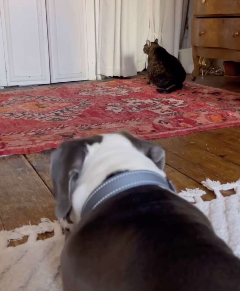 cat and dog