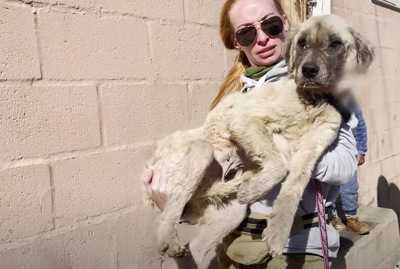 dog