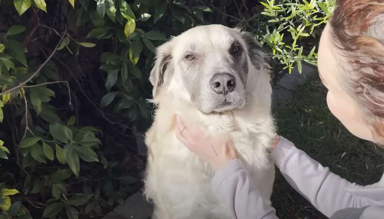 dog