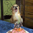 Little Dog Couldn't Be More Excited That People Remembered Her Birthday