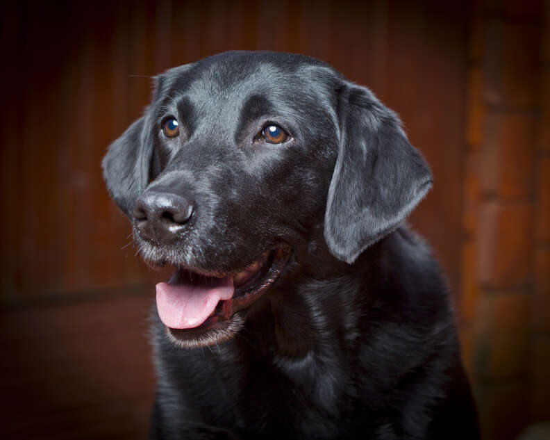 愛らしい犬の写真