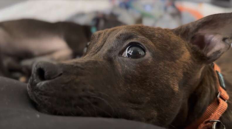 Dog making eye contact with camera