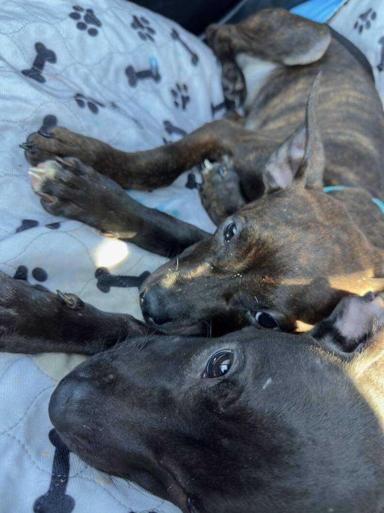 Dogs lying on bed together