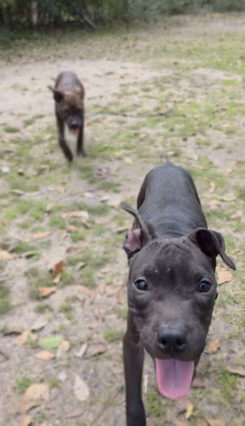 Dogs playing in park