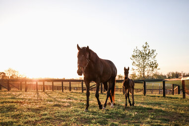 two horses, a mother and foal, in a field in lexington, kentucky at sunset