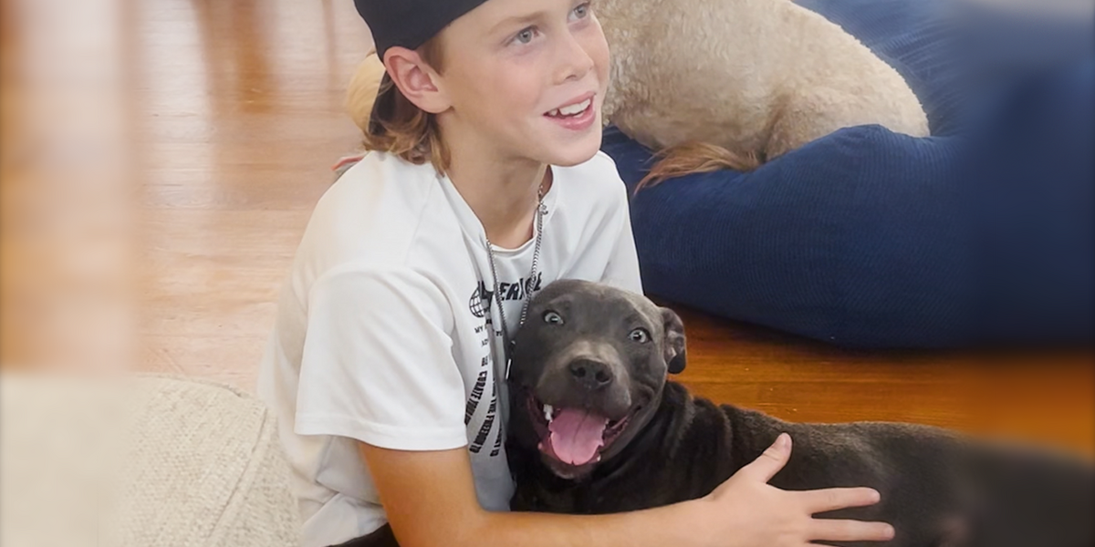 Boy Begs His Mom To Keep The Dog They Rescued From The Street - Videos ...