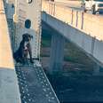 Guy Saves A Pittie Stuck On A Bridge For Over 12 Hours