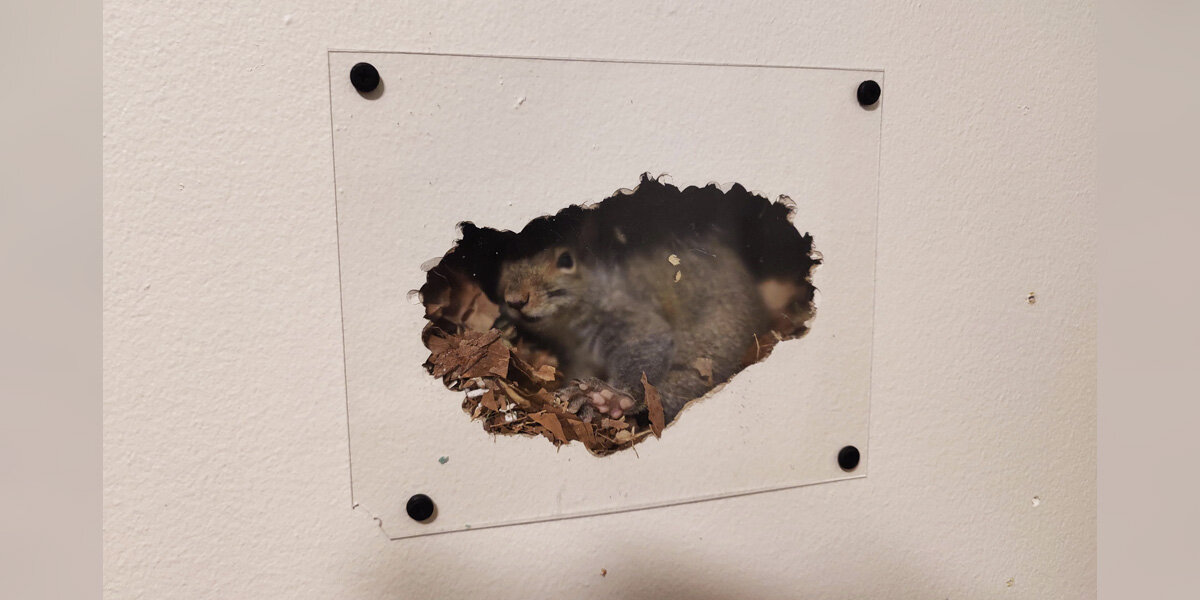 Guy Installs A Little Window To Observe The Squirrel Living In His Wall ...
